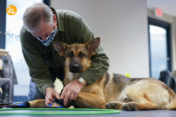 سگ های راهنما در زندگی نابینایان