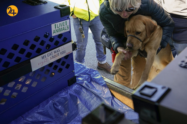 سگ های راهنما در زندگی نابینایان
