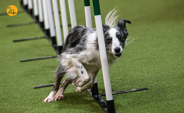 مسابقه نمایش سگ‌های جهان