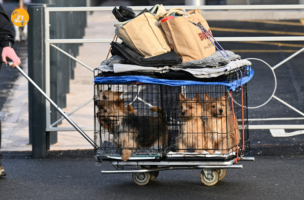 مسابقه نمایش سگ‌های جهان