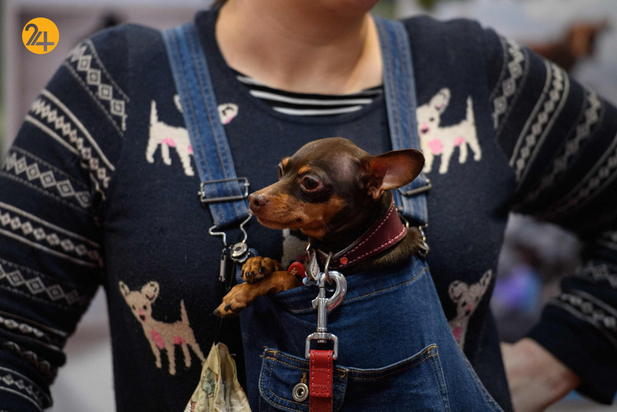 مسابقه نمایش سگ‌های جهان