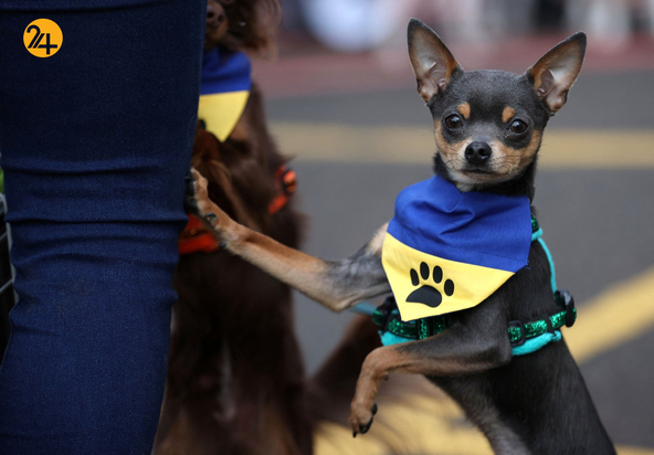 مسابقه نمایش سگ‌های جهان