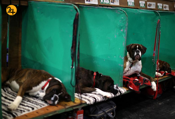 مسابقه نمایش سگ‌های جهان