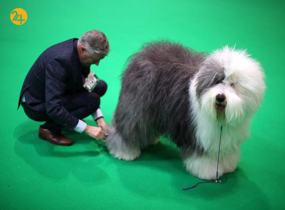 مسابقه نمایش سگ‌های جهان