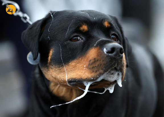 مسابقه نمایش سگ‌های جهان