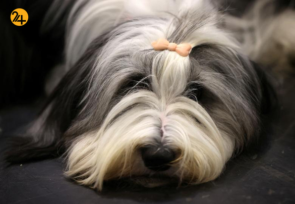 مسابقه نمایش سگ‌های جهان