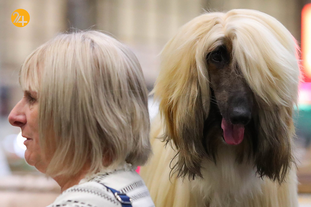 مسابقه نمایش سگ‌های جهان