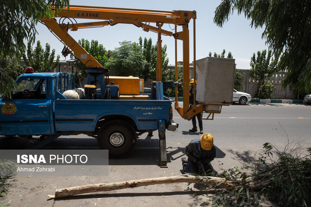 اکالیپتوس همیشه سبز