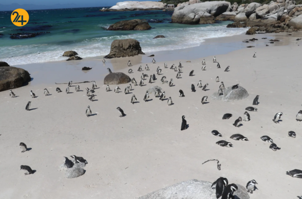 بهترین تصاویر هفته از حیات وحش