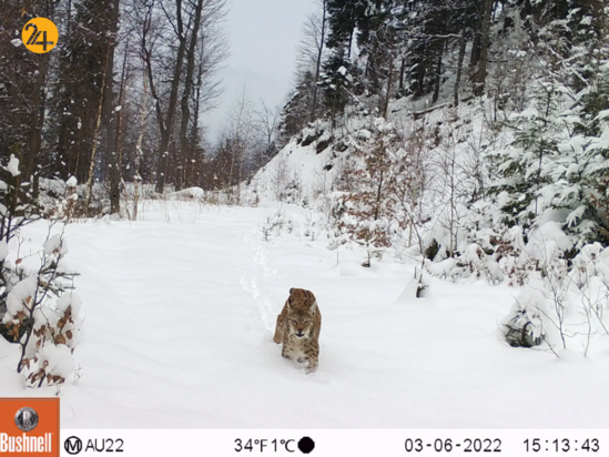 بهترین تصاویر هفته از حیات وحش