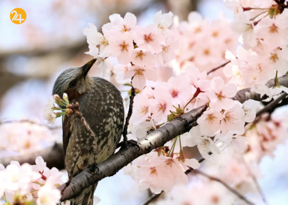 بهترین تصاویر هفته از حیات وحش