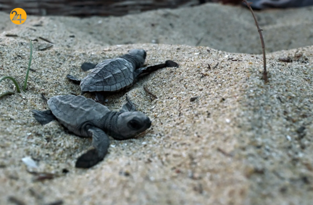 بهترین تصاویر هفته از حیات وحش