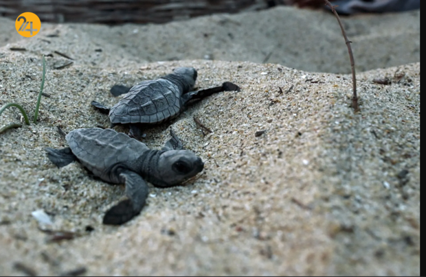 بهترین تصاویر هفته از حیات وحش