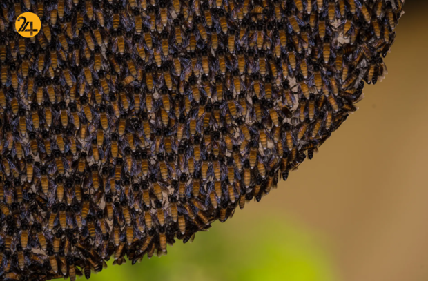 بهترین تصاویر هفته از حیات وحش