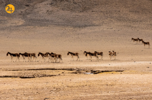 بهترین تصاویر هفته از حیات وحش