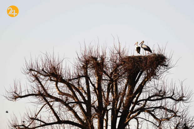 بهترین تصاویر هفته از حیات وحش