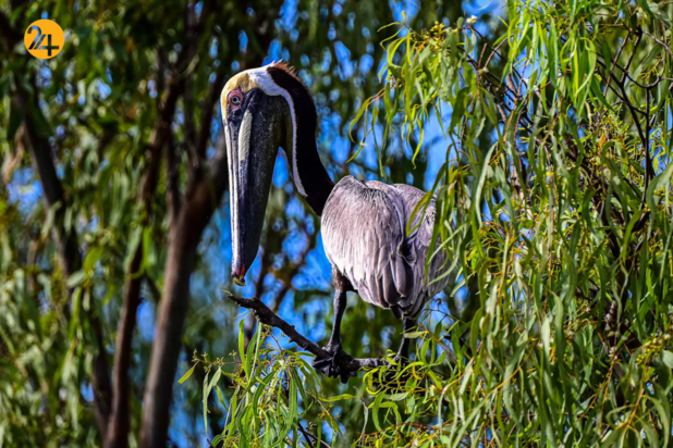 بهترین تصاویر هفته از حیات وحش
