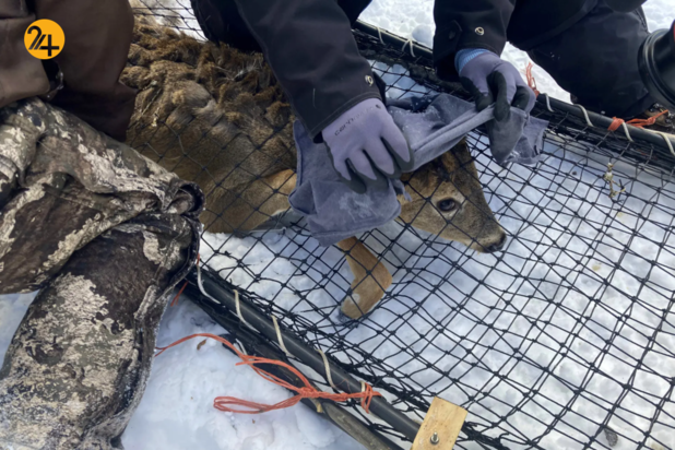 بهترین تصاویر هفته از حیات وحش