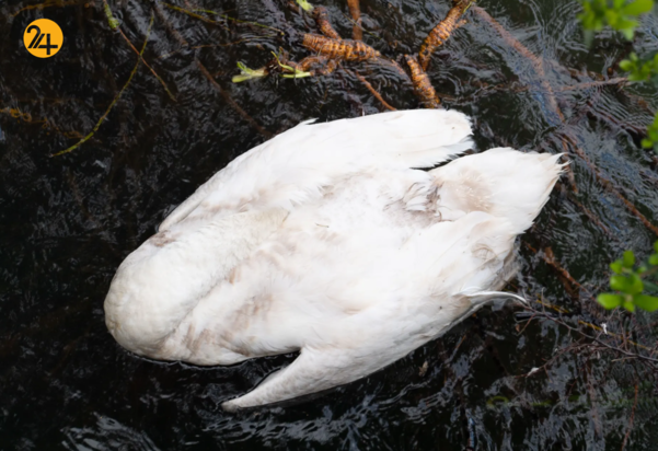 بهترین تصاویر هفته از حیات وحش