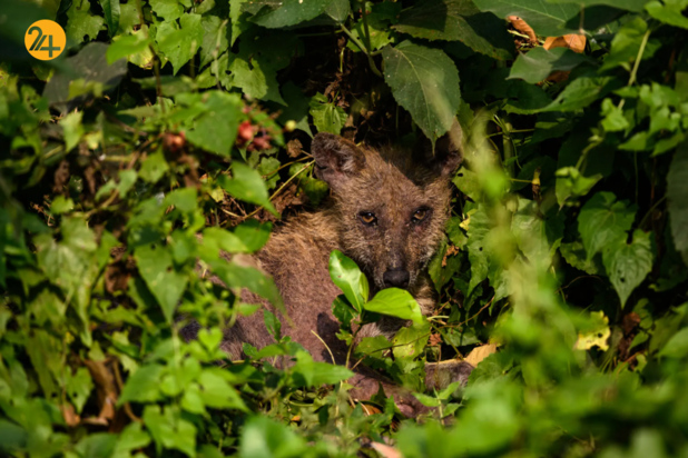 بهترین تصاویر هفته از حیات وحش