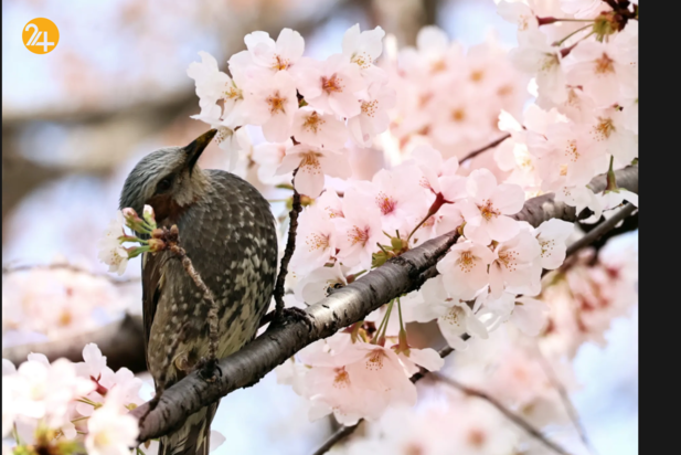 بهترین تصاویر هفته از حیات وحش