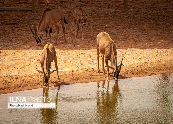 باغ وحش العین امارات