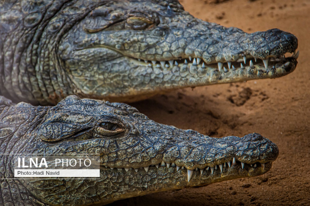 باغ وحش العین امارات