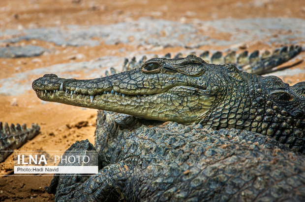 باغ وحش العین امارات