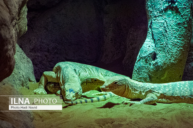 باغ وحش العین امارات