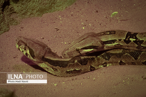 باغ وحش العین امارات