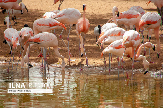 باغ وحش العین امارات