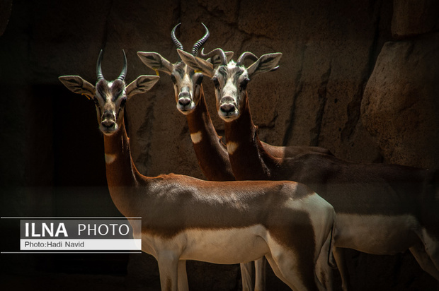 باغ وحش العین امارات