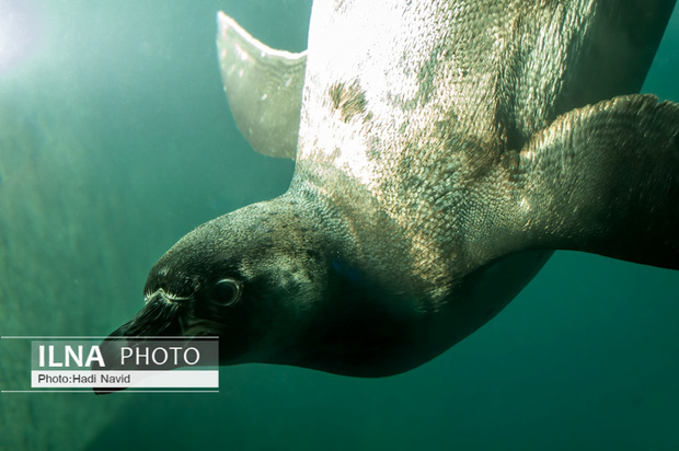 باغ وحش العین امارات