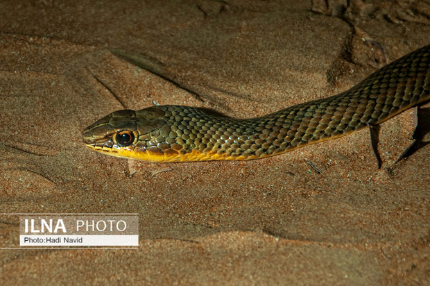 باغ وحش العین امارات