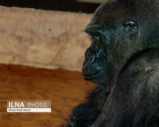 باغ وحش العین امارات