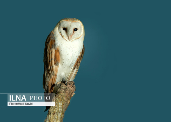 باغ وحش العین امارات