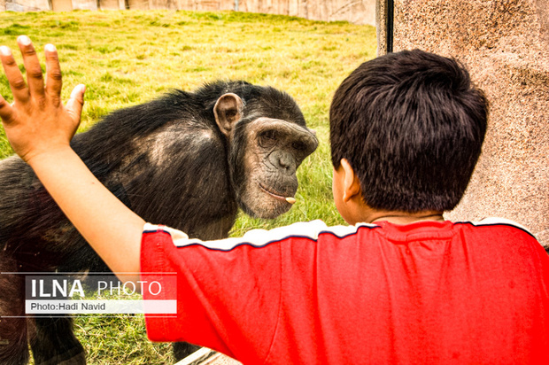 باغ وحش العین امارات