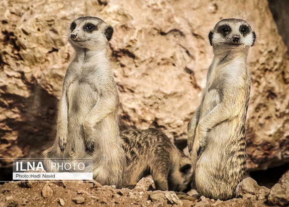 باغ وحش العین امارات