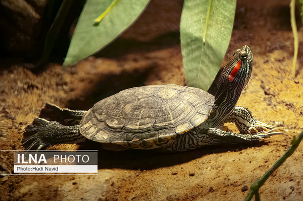 باغ وحش العین امارات