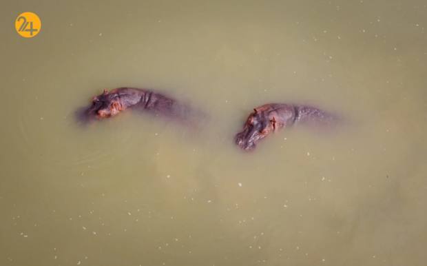 حیات وحش در یک نگاه