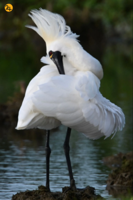 حیات وحش در یک نگاه