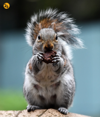 حیات وحش در یک نگاه