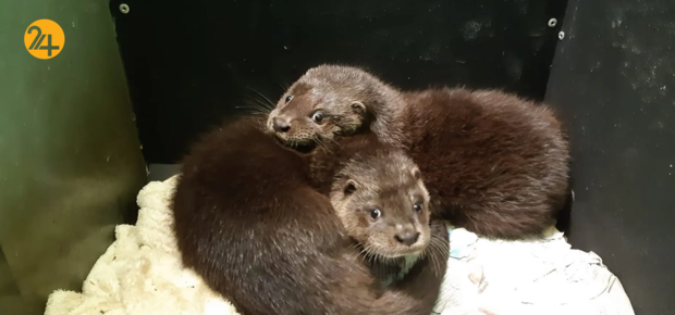 حیات وحش در یک نگاه