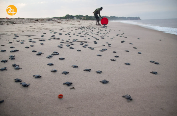 حیات وحش در یک نگاه