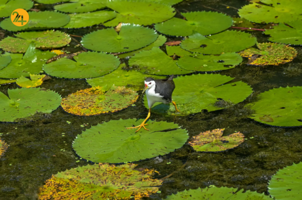 حیات وحش در یک نگاه