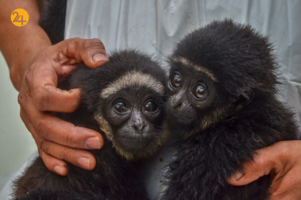 حیات وحش در یک نگاه