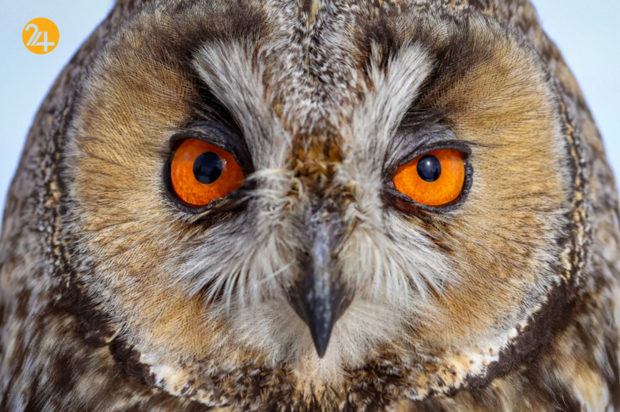 حیات وحش در یک نگاه