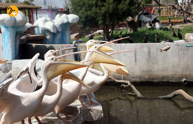 حیات وحش در یک نگاه