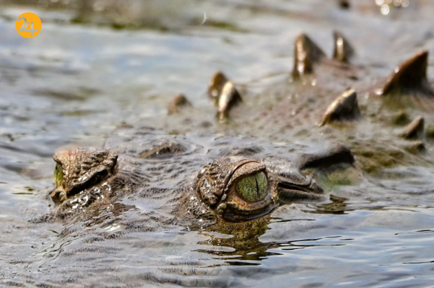 حیات وحش در یک نگاه