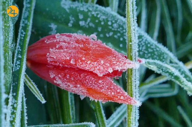 حیات وحش در یک نگاه